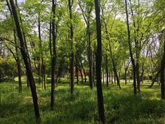-洛阳市隋唐城遗址植物园