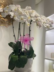 -YESIDO椰岛美容