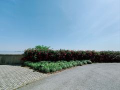 -上海滨江森林公园