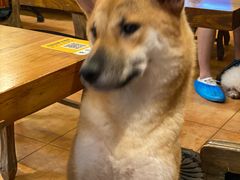 -more than meow吴止猫主题餐厅(承德 中船汇店)