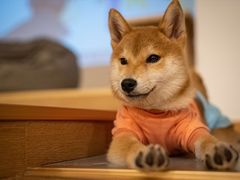 樱桃-南京Hallo宠物乐园·哈罗犬舍·柴犬繁育基地