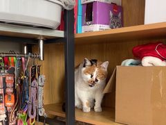 -佑安动物医院·全科·内窥镜中心(幸福巷店)