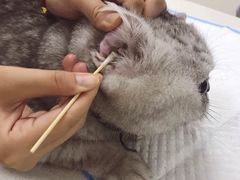 -创凡宠物医院·骨专科  猫科中心(西乡分院)