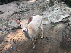 -深圳野生动物园