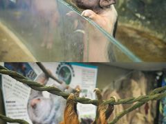 -正佳雨林生态植物园