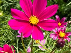 -天适樱花悠乐园