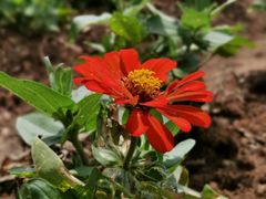 -松山湖梦幻百花洲