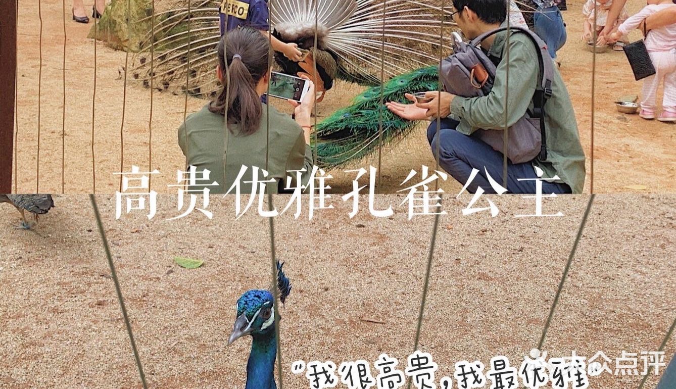 深圳|假日出游·野生动物园里的憨憨们在等你👋🏻