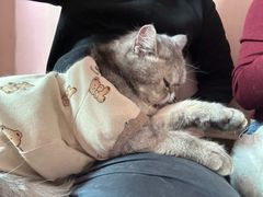 -楼上猫咖(罗湖店)