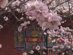 -桃花堤公园