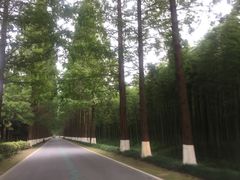 -黄海国家森林公园