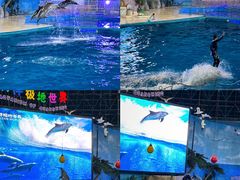 -泉城欧乐堡海洋极地世界