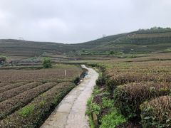 -龙坞茶村