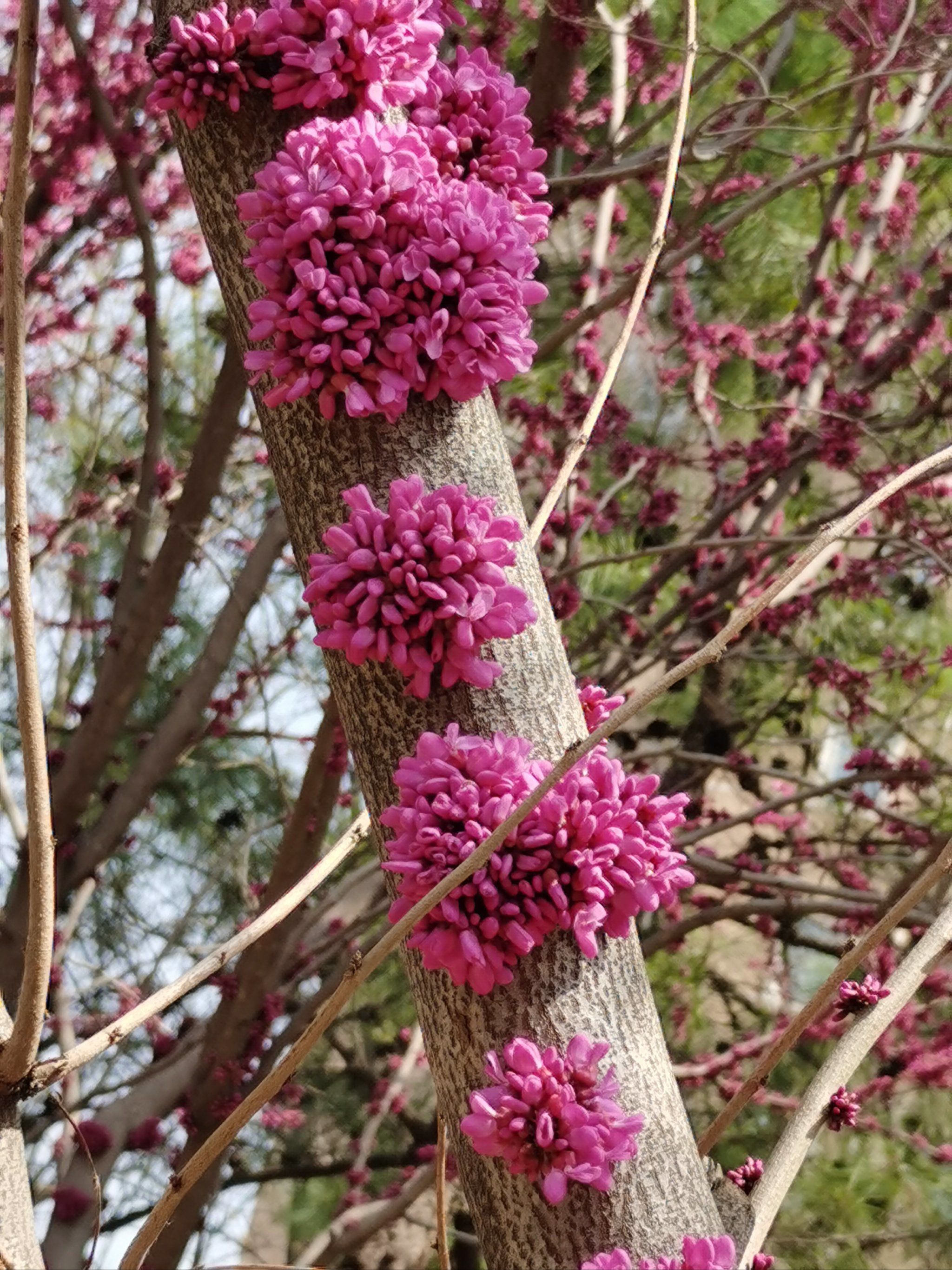 贴着树杆开花,叫什么树?