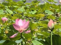 -莲花池公园