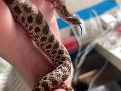 -酷以爬仙阁实体爬宠店·守宫·蜥蜴·专业繁育