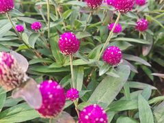 -沈阳植物园