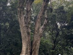 -广西壮族自治区药用植物园