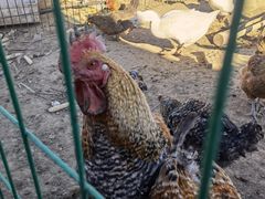 -昌平兴寿秀秀草莓采摘园