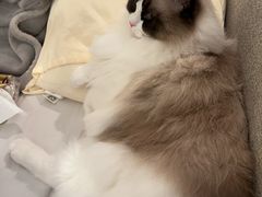 -Oh My Dog宠物沙龙(伊珊娜皮毛护理店)