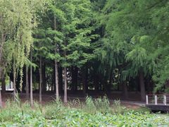 -同里国家湿地公园