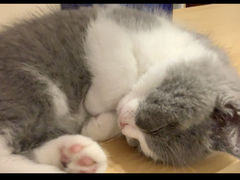 -袖虎·猫馆(体育西路店)