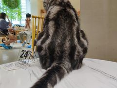 -藏猫猫咖啡主题馆(中央大道店)