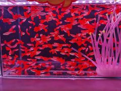 -中环花鸟鱼虫市场