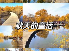 -金塔沙漠胡杨林景区