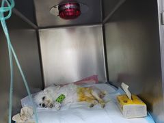 -爱妮康宠物医院·干细胞免疫细胞·肿瘤·心脏(张江店)