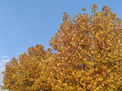 -天津东丽湖风景区