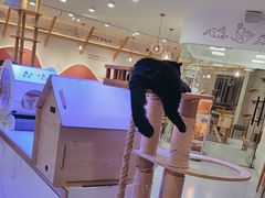 -喵园·猫主题咖啡厅·撸猫·猫咖(国贸店)