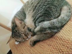-滚猫咖啡·猫咖·猫友好撸猫(未来城店)