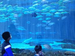 -华夏文旅海洋公园