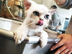 -PETKIT小佩宠物(古北店)