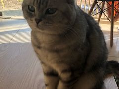 -平行世界·猫咖(首经贸店)