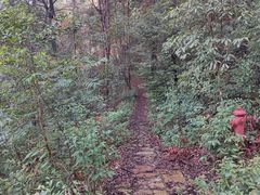 -铁山坪森林公园