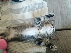 -纳吉亚猫专科动物医院博雅分院