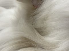 -楼上猫咖(罗湖店)