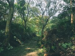 -上海滨江森林公园