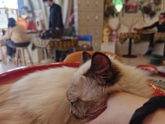 -平行世界·猫咖(首经贸店)
