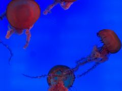 -合肥海洋世界
