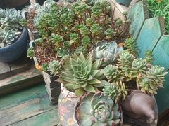 -老姐石板烧烤+铜炭火锅(总店)