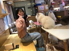 -滚猫咖啡·猫咖·猫友好撸猫(未来城店)