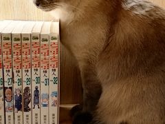 -滚猫咖啡·猫咖·猫友好撸猫(未来城店)