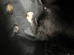 -宠颐生猫科·内科皮肤科(西平世纪城店)