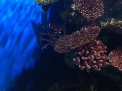 -暹罗海洋世界