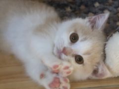 -猫猫幼稚园·撸猫·桌游·电玩