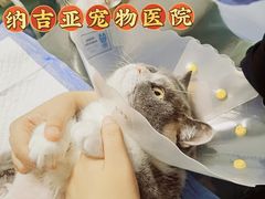 -纳吉亚猫专科动物医院·北北分院