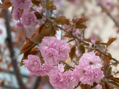 -南汇桃花村